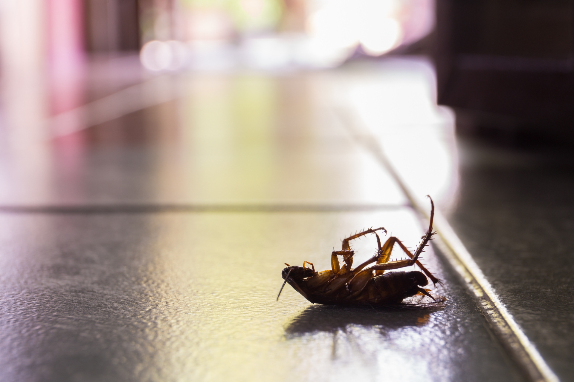 Cockroach Control, Pest Control in Coulsdon, Old Coulsdon, Chipstead, CR5. Call Now 020 8166 9746