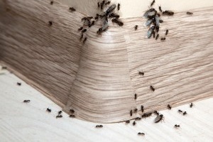 Ant Control, Pest Control in Coulsdon, Old Coulsdon, Chipstead, CR5. Call Now 020 8166 9746