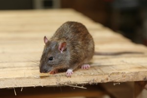 Rodent Control, Pest Control in Coulsdon, Old Coulsdon, Chipstead, CR5. Call Now 020 8166 9746