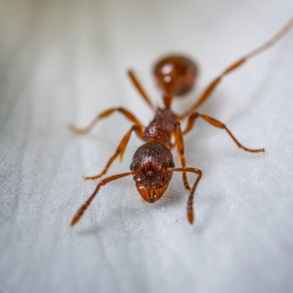Field Ants, Pest Control in Coulsdon, Old Coulsdon, Chipstead, CR5. Call Now! 020 8166 9746
