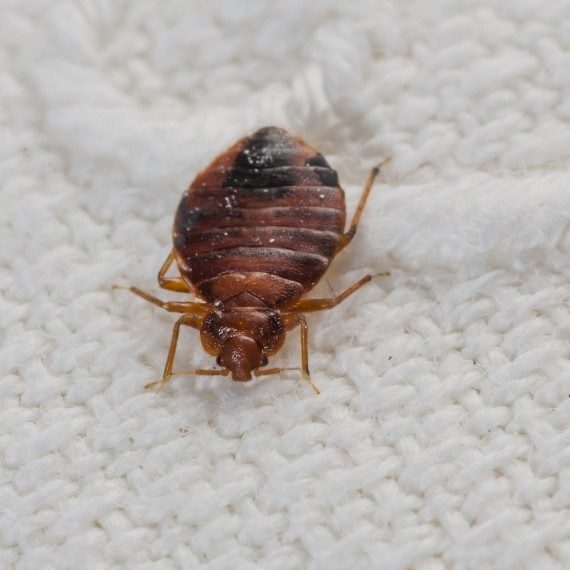 Bed Bugs, Pest Control in Coulsdon, Old Coulsdon, Chipstead, CR5. Call Now! 020 8166 9746