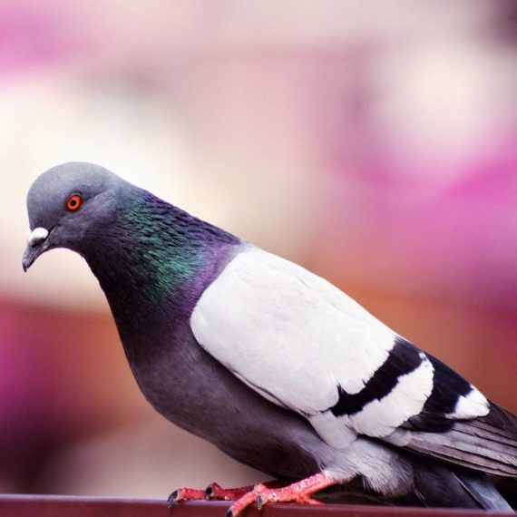 Birds, Pest Control in Coulsdon, Old Coulsdon, Chipstead, CR5. Call Now! 020 8166 9746