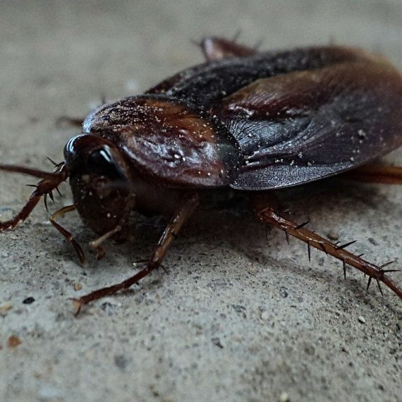 Cockroaches, Pest Control in Coulsdon, Old Coulsdon, Chipstead, CR5. Call Now! 020 8166 9746
