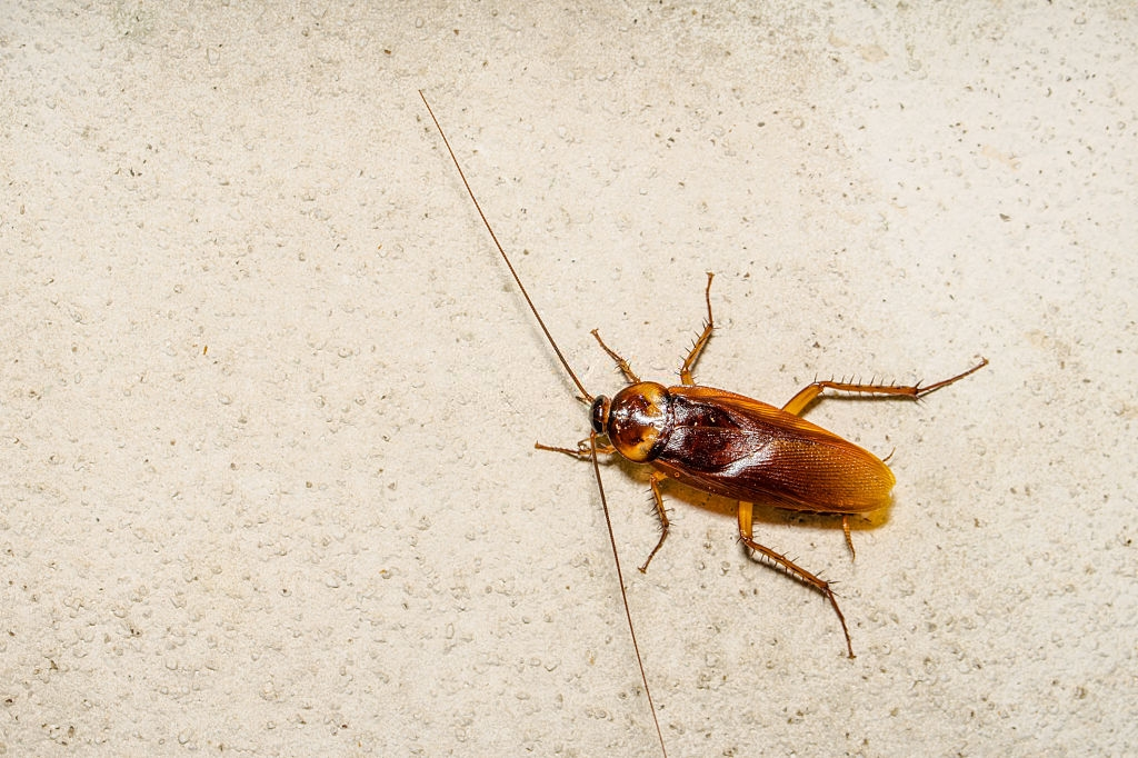 Cockroach Control, Pest Control in Coulsdon, Old Coulsdon, Chipstead, CR5. Call Now 020 8166 9746