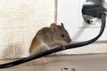 Pest Control in Coulsdon, Old Coulsdon, Chipstead, CR5. Call Now! 020 8166 9746