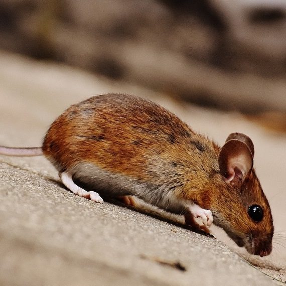 Mice, Pest Control in Coulsdon, Old Coulsdon, Chipstead, CR5. Call Now! 020 8166 9746