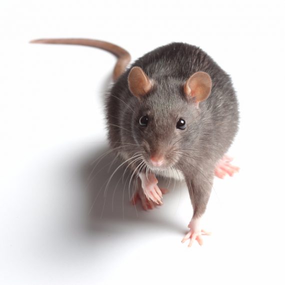 Rats, Pest Control in Coulsdon, Old Coulsdon, Chipstead, CR5. Call Now! 020 8166 9746