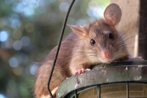 Rat Infestation, Pest Control in Coulsdon, Old Coulsdon, Chipstead, CR5. Call Now 020 8166 9746