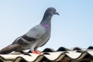 Pigeon Control, Pest Control in Coulsdon, Old Coulsdon, Chipstead, CR5. Call Now 020 8166 9746