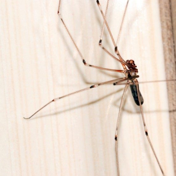 Spiders, Pest Control in Coulsdon, Old Coulsdon, Chipstead, CR5. Call Now! 020 8166 9746