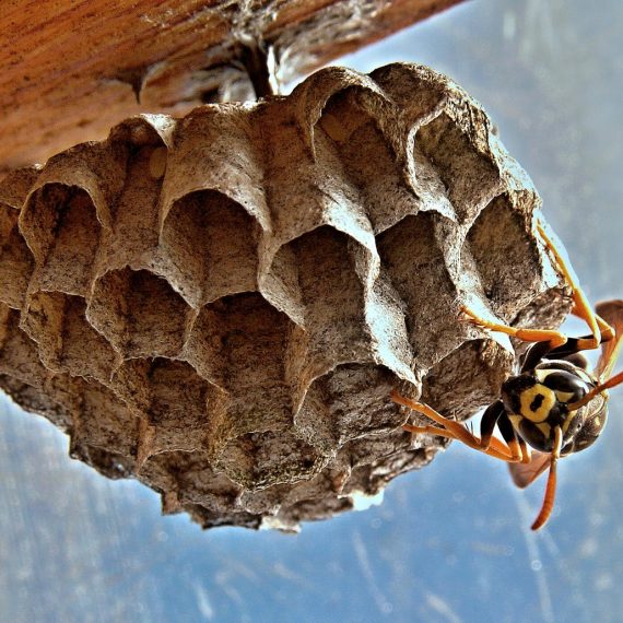 Wasps Nest, Pest Control in Coulsdon, Old Coulsdon, Chipstead, CR5. Call Now! 020 8166 9746